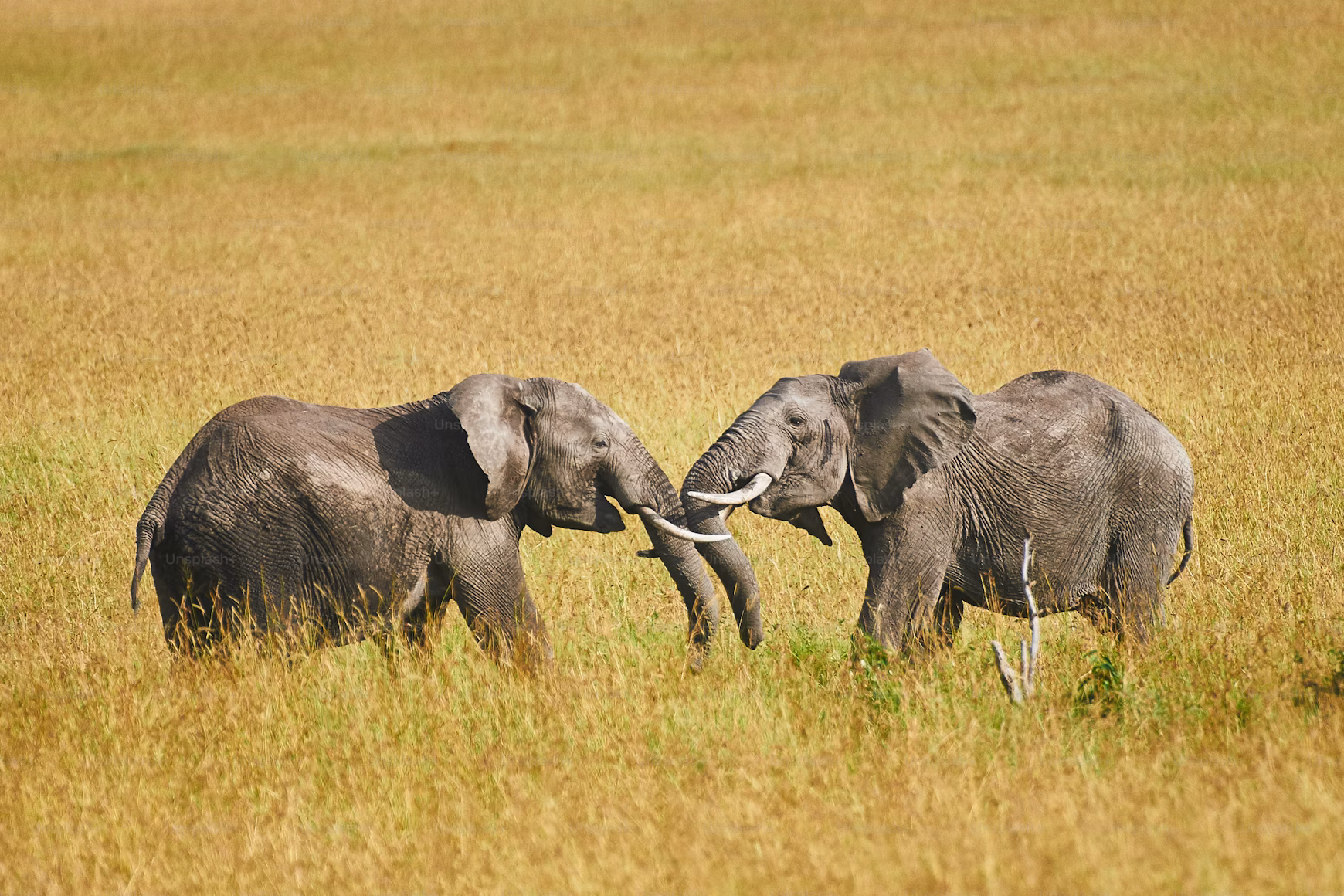 Serengeti wildlife
