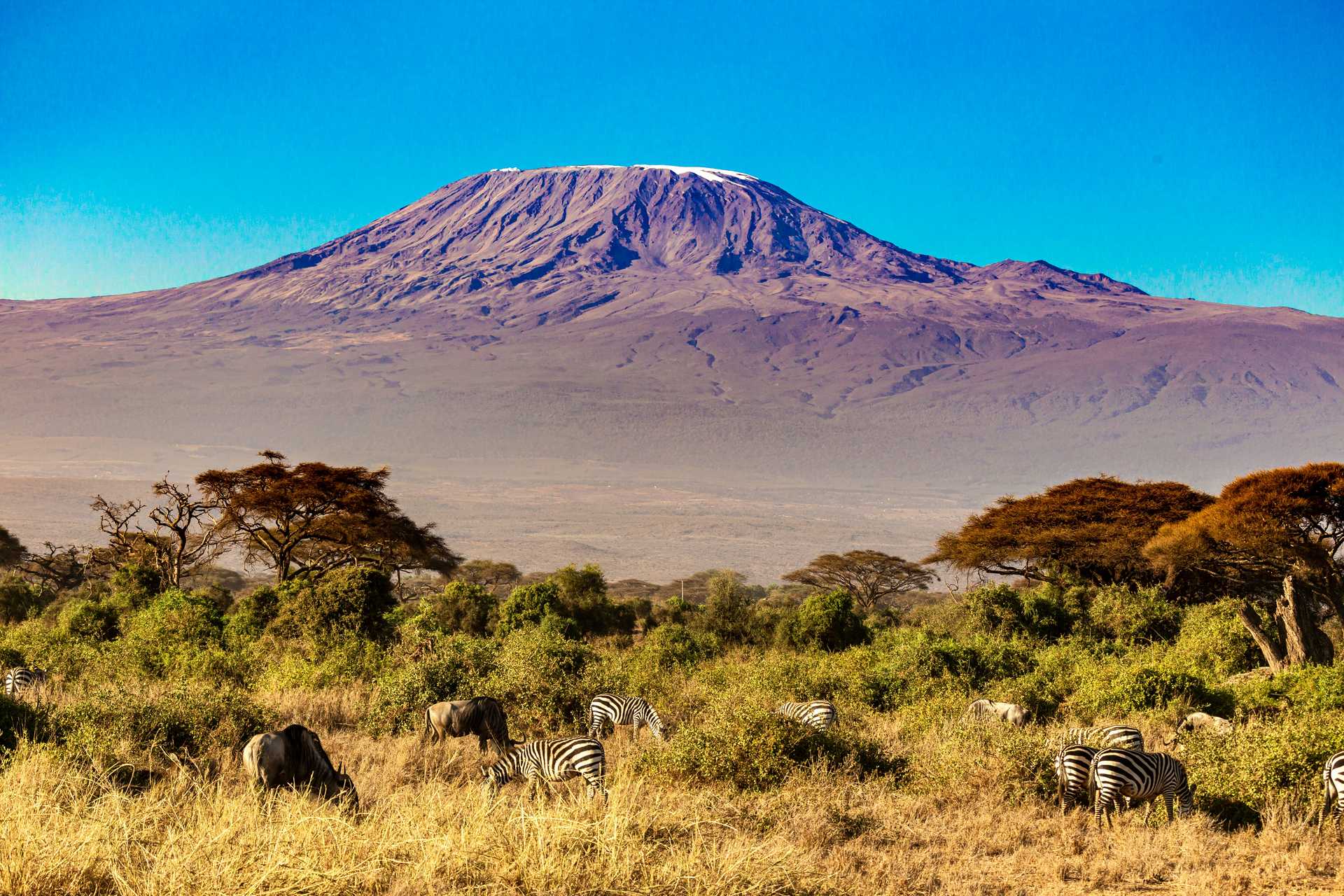 Serengeti wildlife