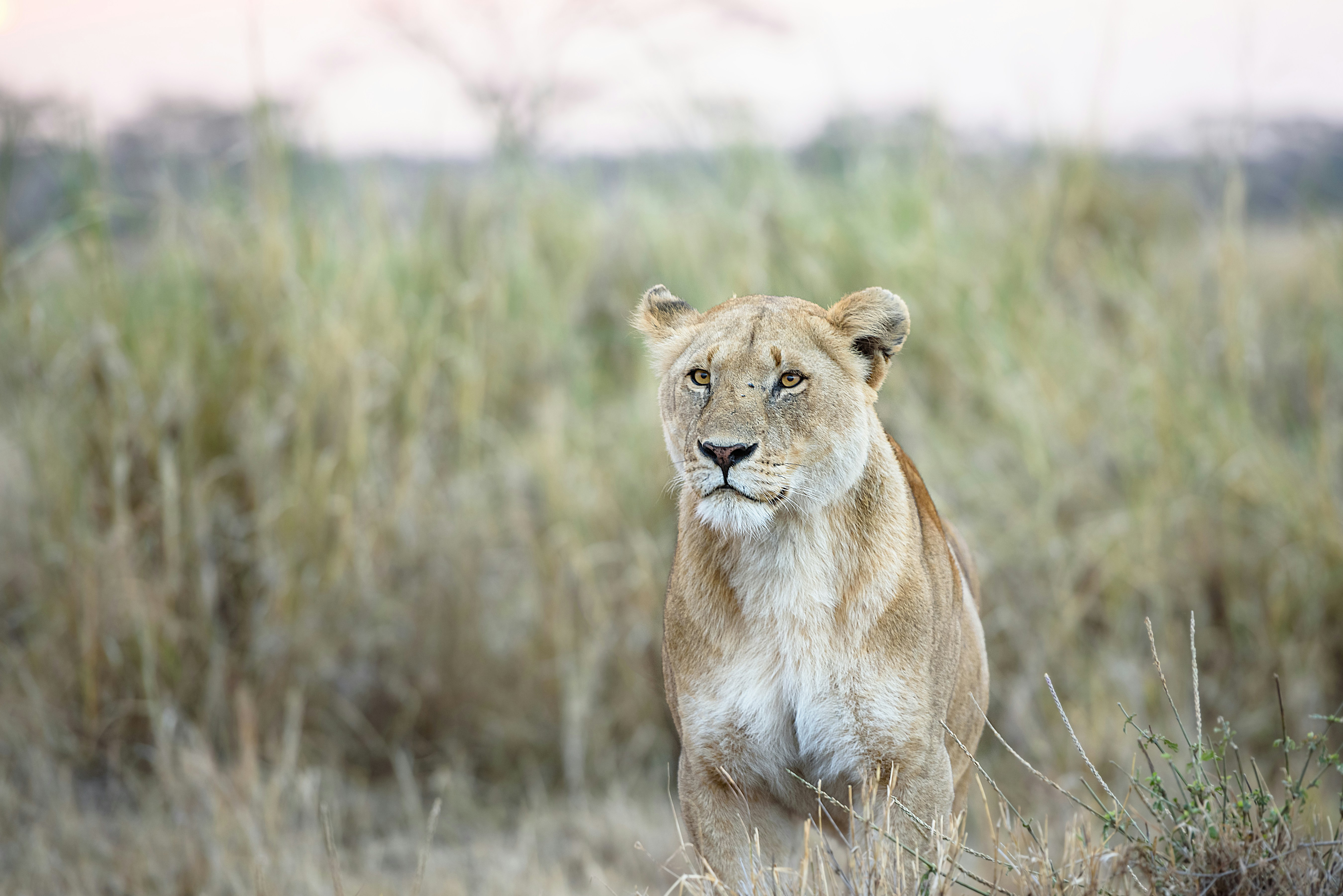 Plan Your Safari